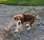 Bernese/pyrenees