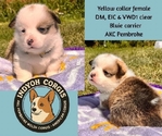 Pembroke Welsh Corgis