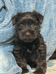 Yorkiepoo