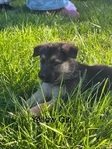 AKC German Shepherds