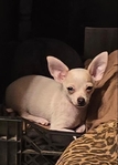 Chihuahuas
