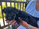 Yorkiepoo