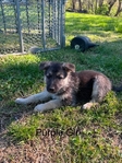 AKC German Shepherds