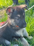AKC German Shepherds