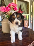 Austrailian Shepherd