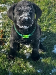 AKC Black Lab pups