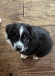 Australian Shepherd.   Male