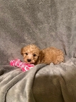 MINI GOLDENDOODLE PUPPIES