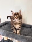 Maine Coon Kittens (CFA registered)
