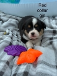 AKC Corgis