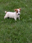 Jack Russell Terrier
